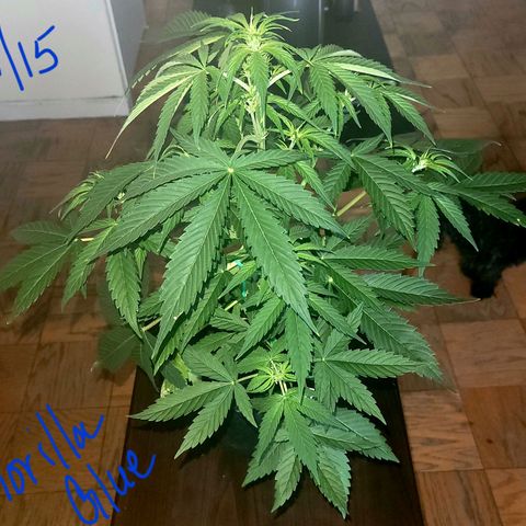 Gorilla Glue growlog timeline photo