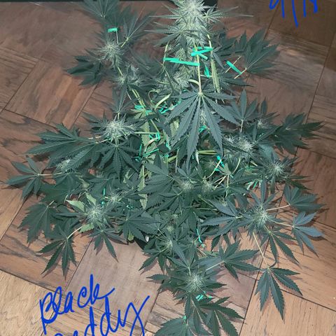 Black Caddy growlog timeline photo