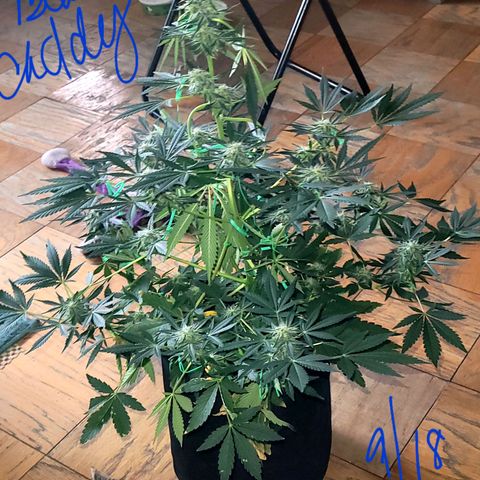 Black Caddy growlog timeline photo