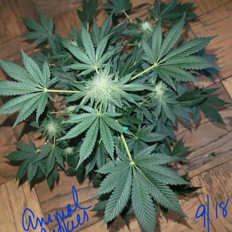 Animal Cookies  growlog timeline photo