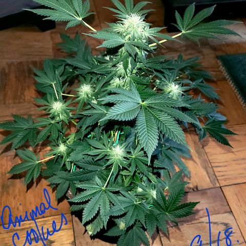 Animal Cookies  growlog timeline photo