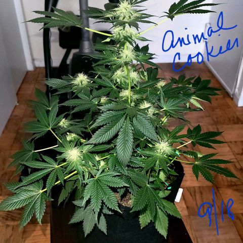 Animal Cookies  growlog timeline photo
