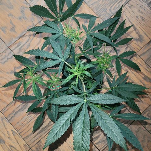 G-G growlog timeline photo