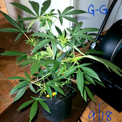 G-G growlog timeline photo