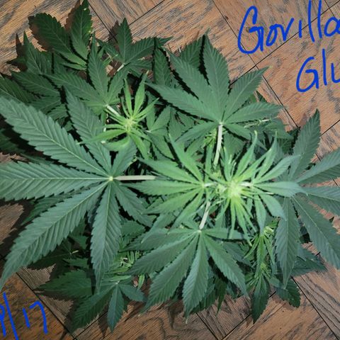 Gorilla Glue growlog timeline photo
