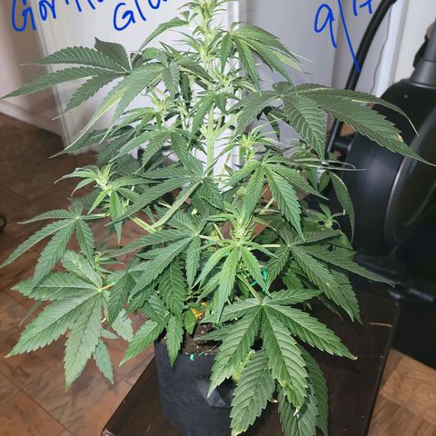 Gorilla Glue growlog timeline photo