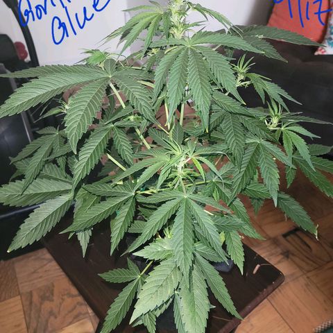 Gorilla Glue growlog timeline photo