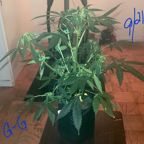 G-G growlog timeline photo