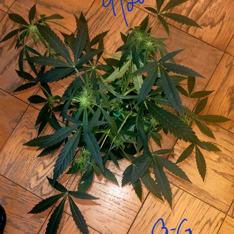 G-G growlog timeline photo