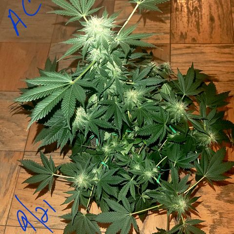 Animal Cookies  growlog timeline photo