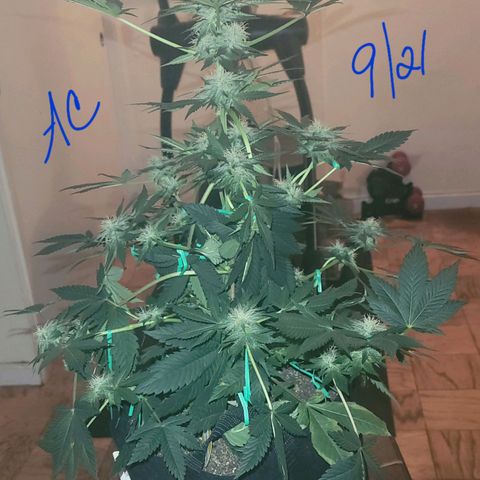 Animal Cookies  growlog timeline photo