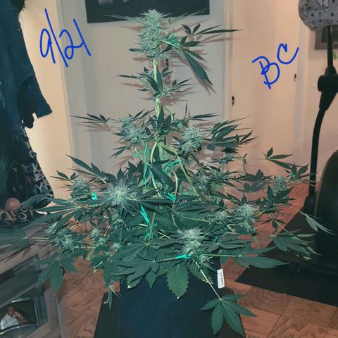 Black Caddy growlog timeline photo