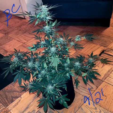 Black Caddy growlog timeline photo