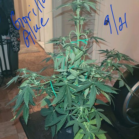 Gorilla Glue growlog timeline photo