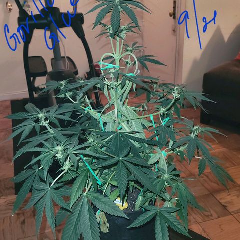Gorilla Glue growlog timeline photo