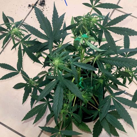 G-G growlog timeline photo