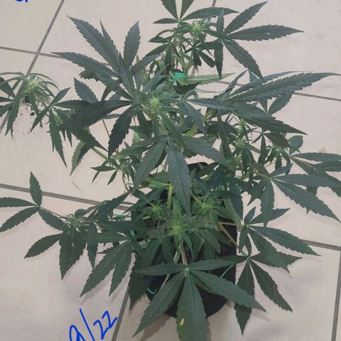 G-G growlog timeline photo