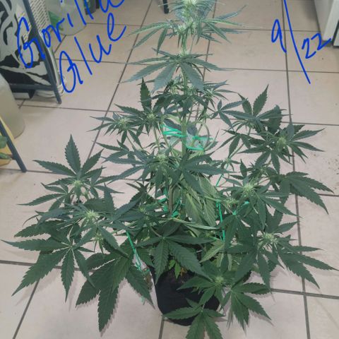 Gorilla Glue growlog timeline photo