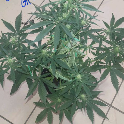 Gorilla Glue growlog timeline photo