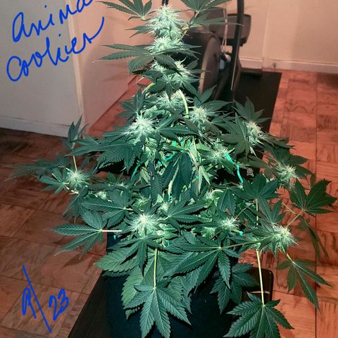 Animal Cookies  growlog timeline photo
