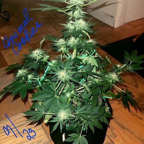 Animal Cookies  growlog timeline photo