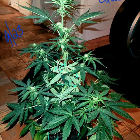 Gorilla Glue growlog timeline photo