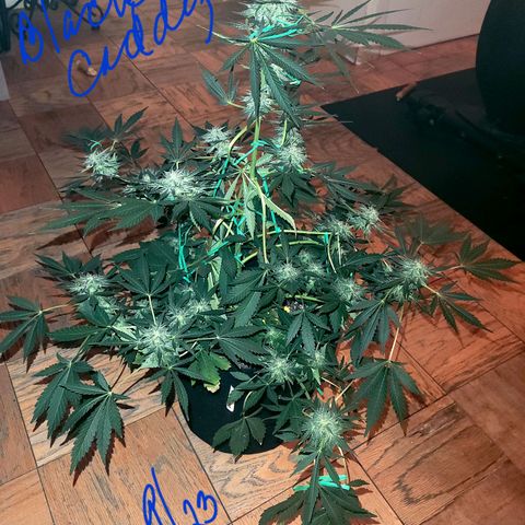 Black Caddy growlog timeline photo