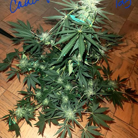 Black Caddy growlog timeline photo