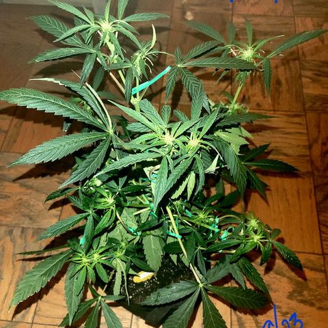 G-G growlog photo: Transplanted to 3 lb pots