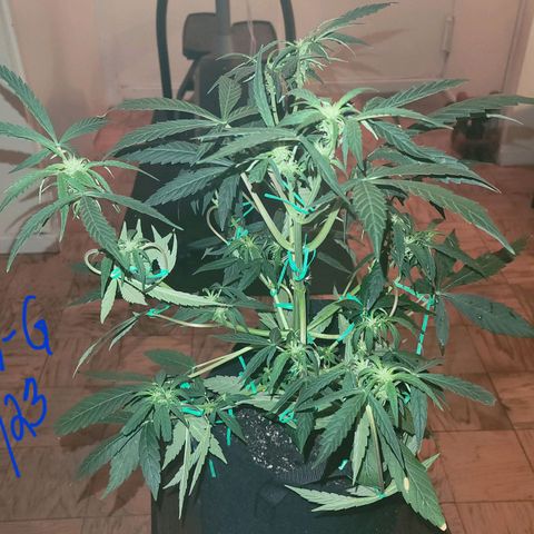 G-G growlog photo: Transplanted to 3 lb pots