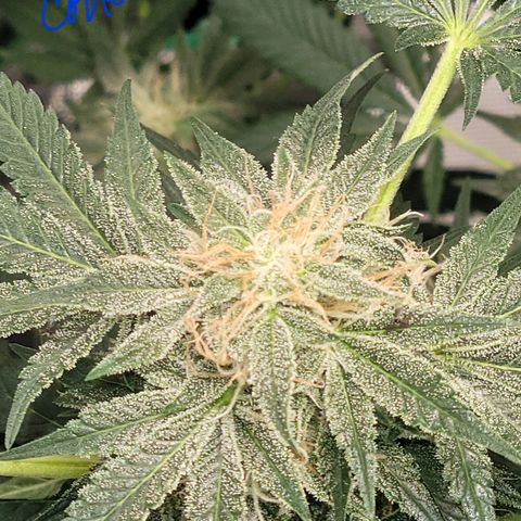 Animal Cookies  growlog timeline photo