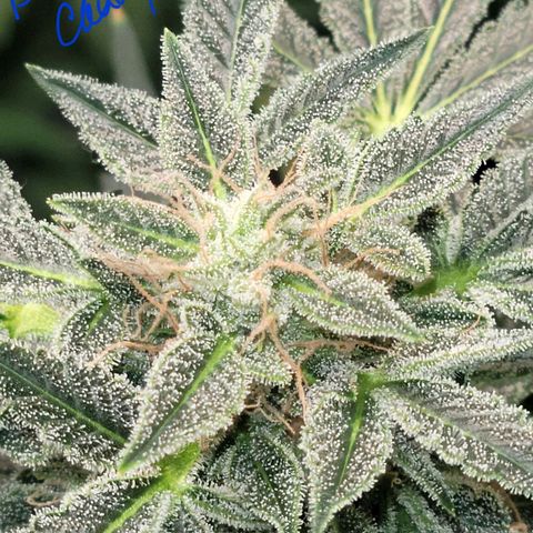 Black Caddy growlog timeline photo