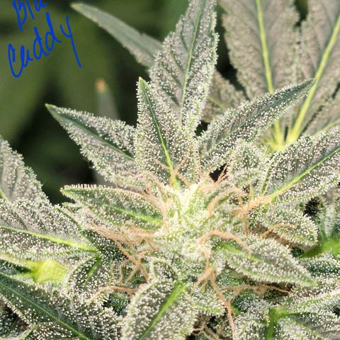 Black Caddy growlog timeline photo