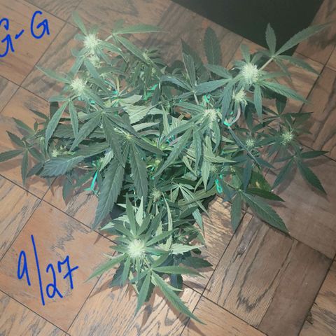 G-G growlog timeline photo