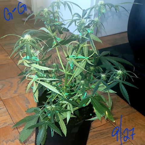 G-G growlog timeline photo