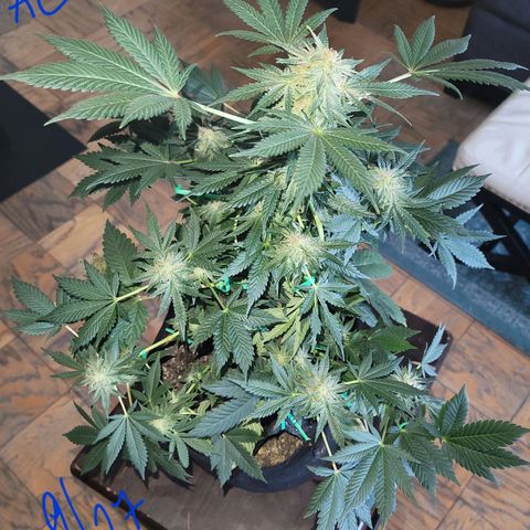 Animal Cookies  growlog timeline photo