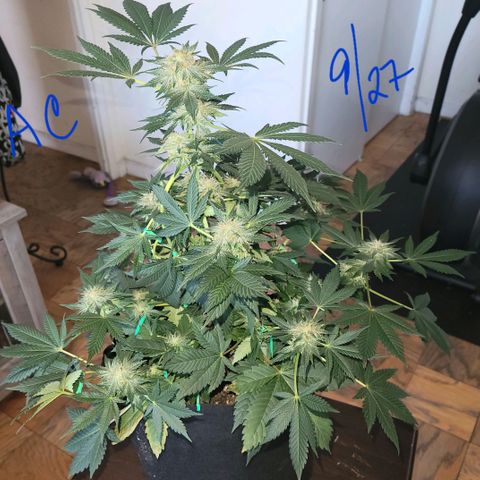 Animal Cookies  growlog timeline photo
