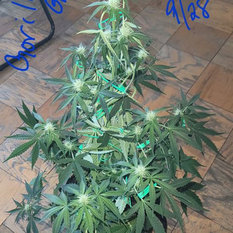 Gorilla Glue growlog timeline photo