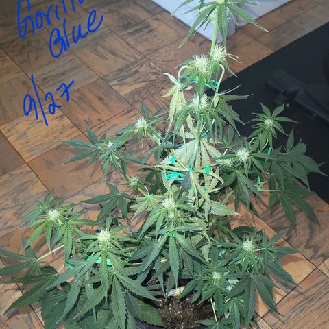 Gorilla Glue growlog timeline photo