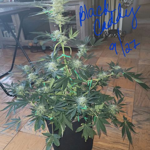 Black Caddy growlog timeline photo