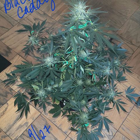 Black Caddy growlog timeline photo