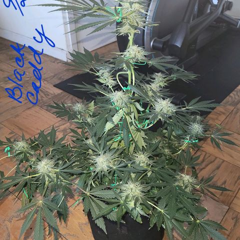 Black Caddy growlog timeline photo