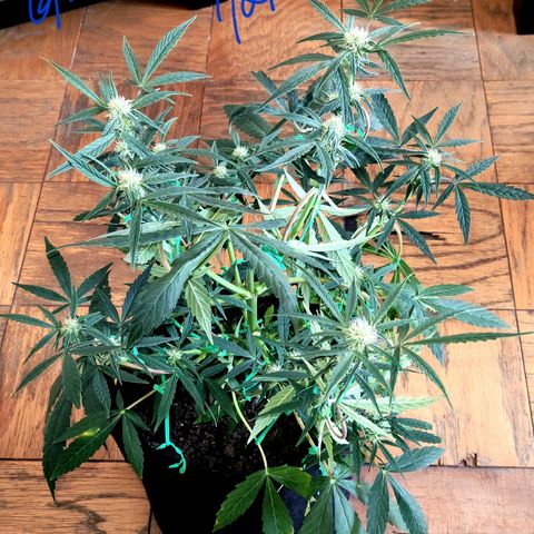 G-G growlog timeline photo