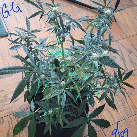 G-G growlog timeline photo