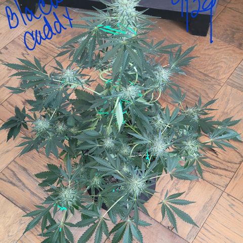 Black Caddy growlog timeline photo