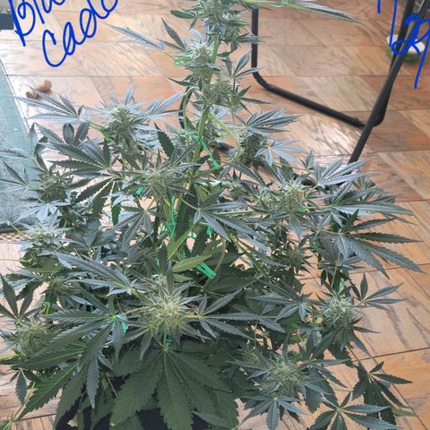 Black Caddy growlog timeline photo