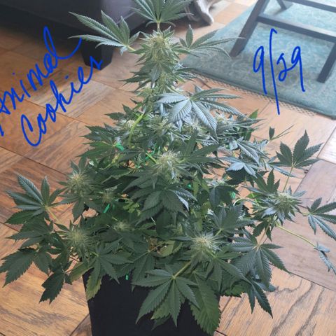 Animal Cookies  growlog timeline photo