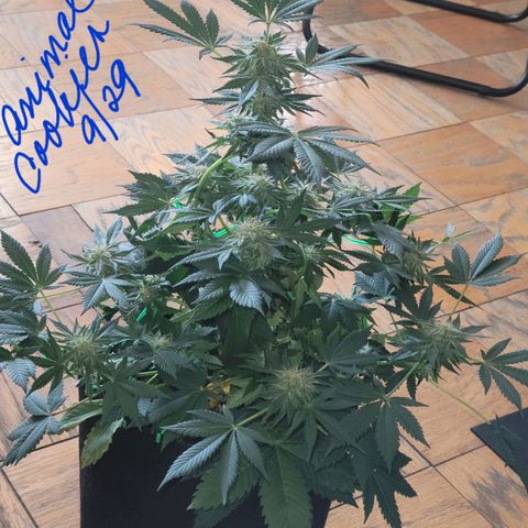 Animal Cookies  growlog timeline photo