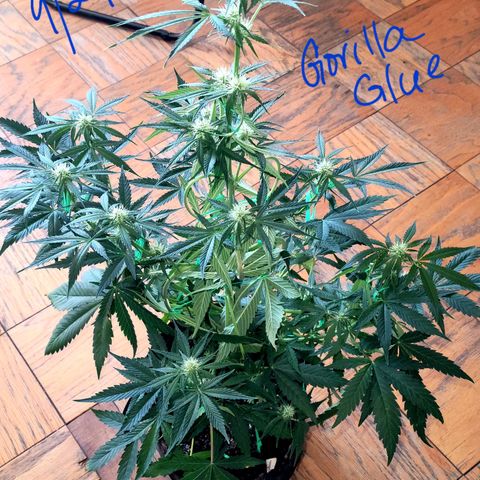Gorilla Glue growlog timeline photo