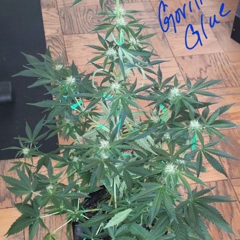 Gorilla Glue growlog timeline photo